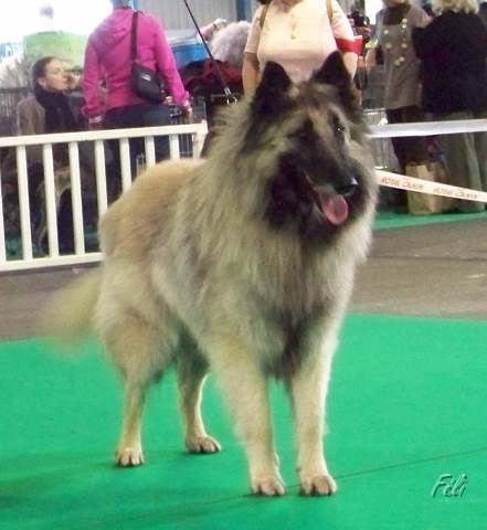 n°78 Banzai du parc jonageois 5293.JPG